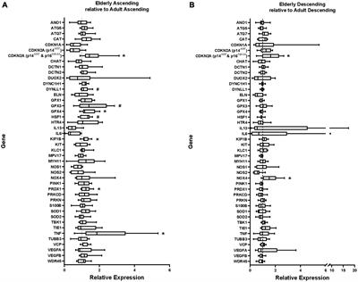 Expression of p16 Within Myenteric Neurons of the Aged Colon: A Potential Marker of Declining Function